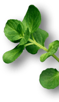 png-36.png